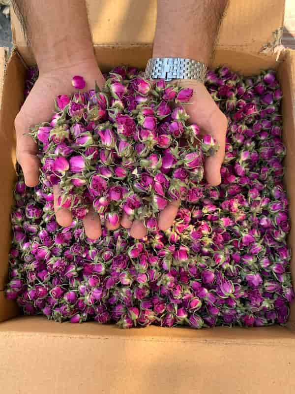 تصویر 5 از خرید غنچه گل محمدی + بهترین قیمت